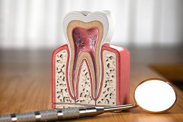 Cutaway model of tooth next to dental mirror on a wooden surface